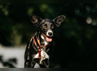 Sanfte Lucy sucht liebevolles zuhause