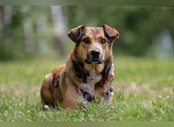 Sozialer Rita sucht liebevolles Zuhause