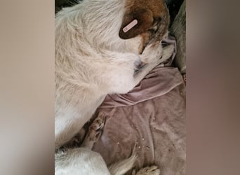 Milo, ehemaliger Streuner sucht nun warmes Körbchen