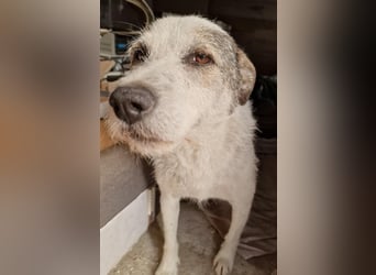 Milo, ehemaliger Streuner sucht nun warmes Körbchen