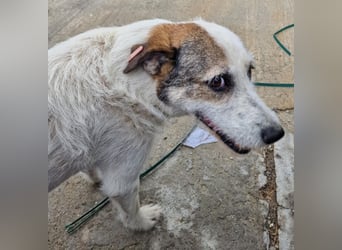 Milo, ehemaliger Streuner sucht nun warmes Körbchen