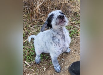 Emil sucht eine einfühlsame Familie