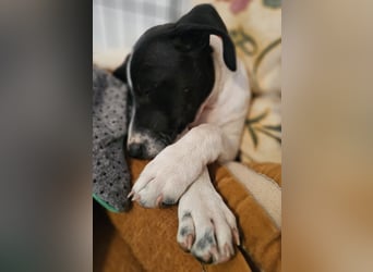Herzensbrecherin TIA sucht ihre Menschen