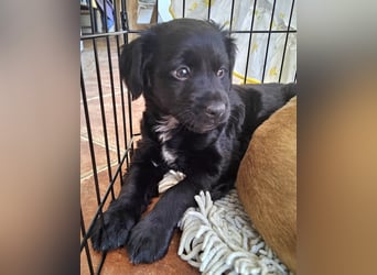 GINO sucht seine Manege zum Spaßhaben