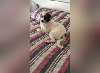 Mutige Nala sucht das Abenteuer mit dir