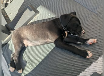 Tuxedo sucht ein Für-Immer-Zuhause