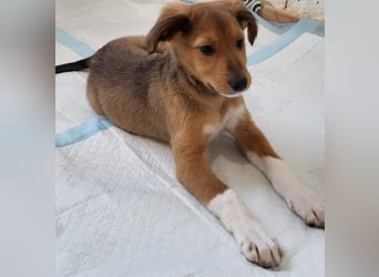 Willow möchte mit dir ins Leben starten!