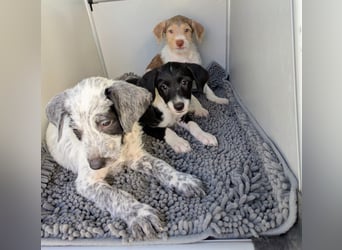 Mutige Nala sucht das Abenteuer mit dir