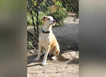 PIKACHU wünscht sich seine eigene Familie