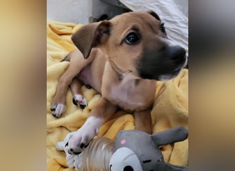 Tapferer Odie ist voller Lebensfreude