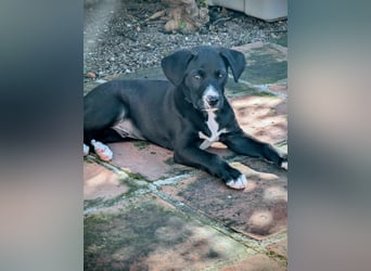 Tuxedo sucht ein Für-Immer-Zuhause