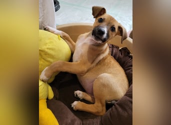 Tapferer Odie ist voller Lebensfreude