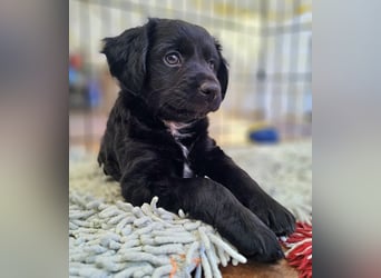 GINO sucht seine Manege zum Spaßhaben