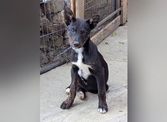 Süße Mimi möchte dein Herz stehlen