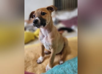 Tapferer Odie ist voller Lebensfreude