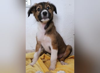 Lebensfrohe Pebbles wartet auf dich!