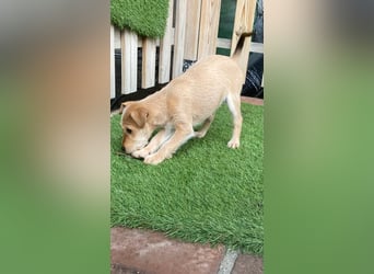 Kleine Maria sucht ihre Menschen