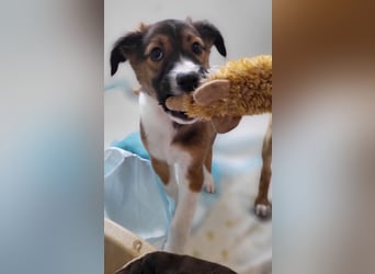 Lebensfrohe Pebbles wartet auf dich!