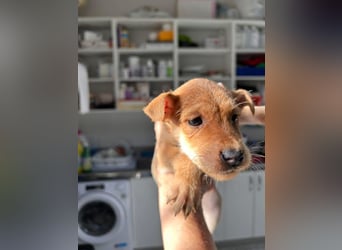 Kleine Maria sucht ihre Menschen