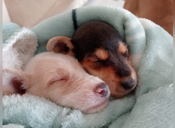 Mikki möchte gerne bei dir einziehen