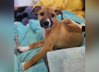 Tapferer Odie ist voller Lebensfreude