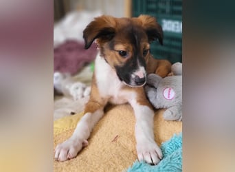 Lebensfrohe Pebbles wartet auf dich!