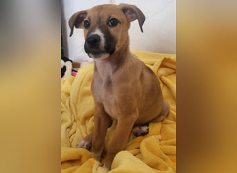 Tapferer Odie ist voller Lebensfreude