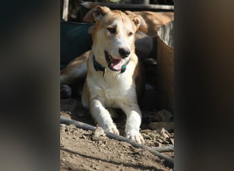 PIKACHU wünscht sich seine eigene Familie