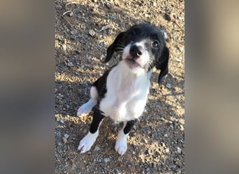 Mutige Nala sucht das Abenteuer mit dir