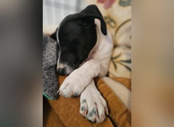 Herzensbrecherin TIA sucht ihre Menschen