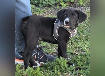 Tuxedo sucht ein Für-Immer-Zuhause