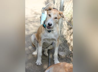 PIKACHU wünscht sich seine eigene Familie