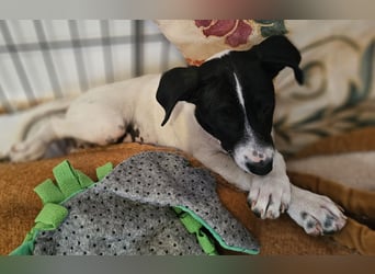 Herzensbrecherin TIA sucht ihre Menschen