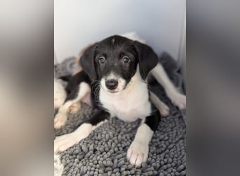 Mutige Nala sucht das Abenteuer mit dir