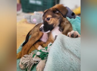 Lebensfrohe Pebbles wartet auf dich!