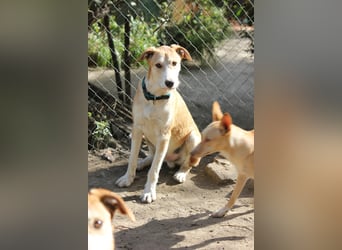 PIKACHU wünscht sich seine eigene Familie