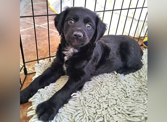 GINO sucht seine Manege zum Spaßhaben