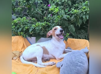 Traumhund BERTA sucht liebe Menschen