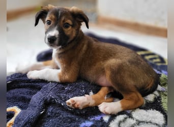 Lebensfrohe Pebbles wartet auf dich!