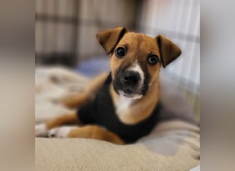 Tapferer Odie ist voller Lebensfreude