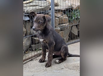 Kleine Mina sucht Mensch mit großem Herz