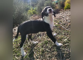 Mutige Nala sucht das Abenteuer mit dir