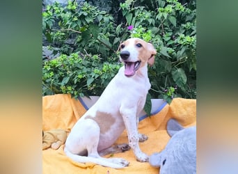 Traumhund BERTA sucht liebe Menschen