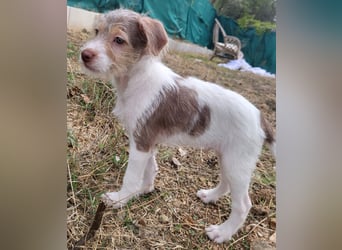 Bouncy Benni wartet auf seine Familie