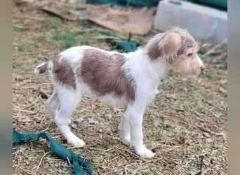 Bouncy Benni wartet auf seine Familie