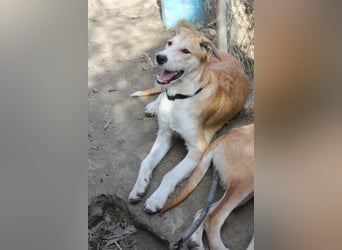 PIKACHU wünscht sich seine eigene Familie