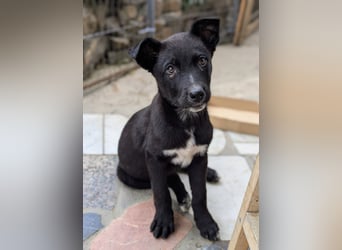 Milo wünscht sich eine eigene Familie