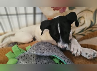 Herzensbrecherin TIA sucht ihre Menschen