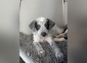 Emil sucht eine einfühlsame Familie