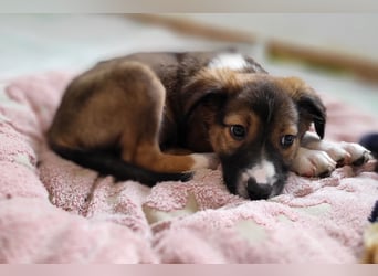 Lebensfrohe Pebbles wartet auf dich!